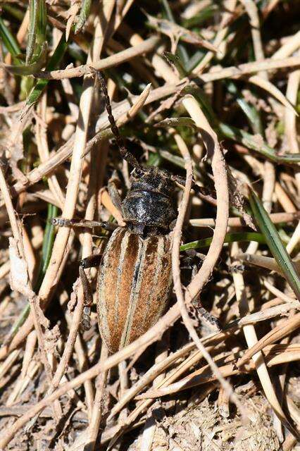 Image of Iberodorcadion