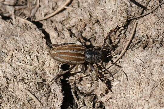 Image of Iberodorcadion