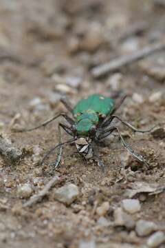 Image of tiger beetles