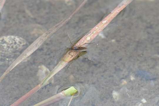 Image of Gerris costae (Herrich-Schaeffer 1850)