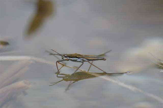 Image of Pond Skate