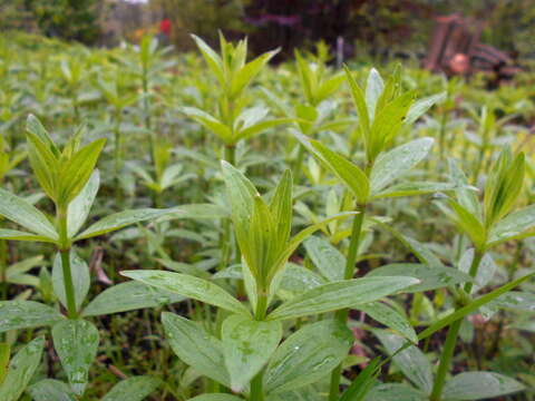 Plancia ëd Galium rubioides L.