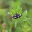 Image of Pyrausta nigrata Scopoli