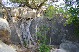 Ficus obliqua G. Forster的圖片