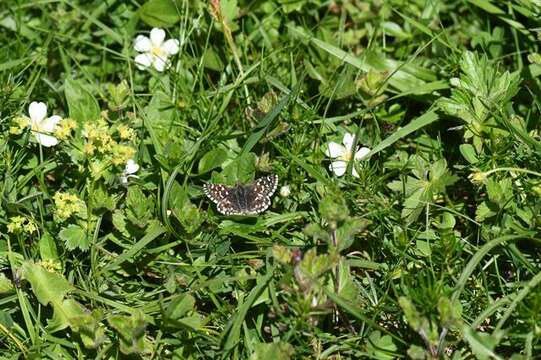 Image of Checkered-Skippers