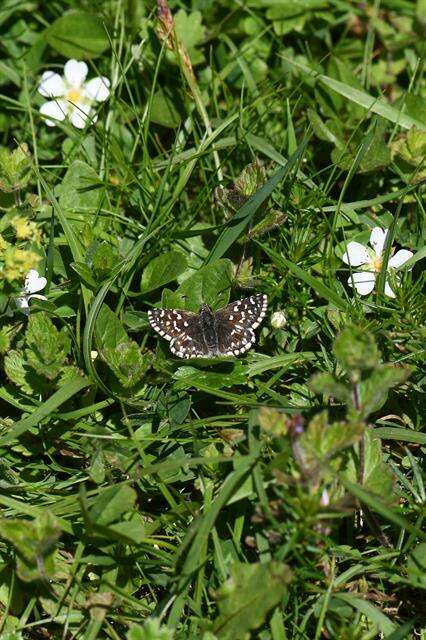 Image of Checkered-Skippers