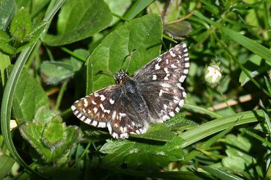 Image of Checkered-Skippers