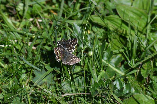 Image of Checkered-Skippers