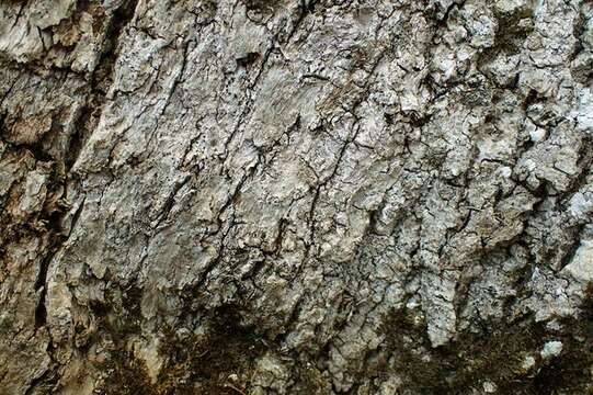 Image of Eurotiomycetes