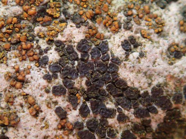 Image of cracked lichen