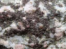 Image of cracked lichen