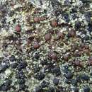 Image of dot lichen