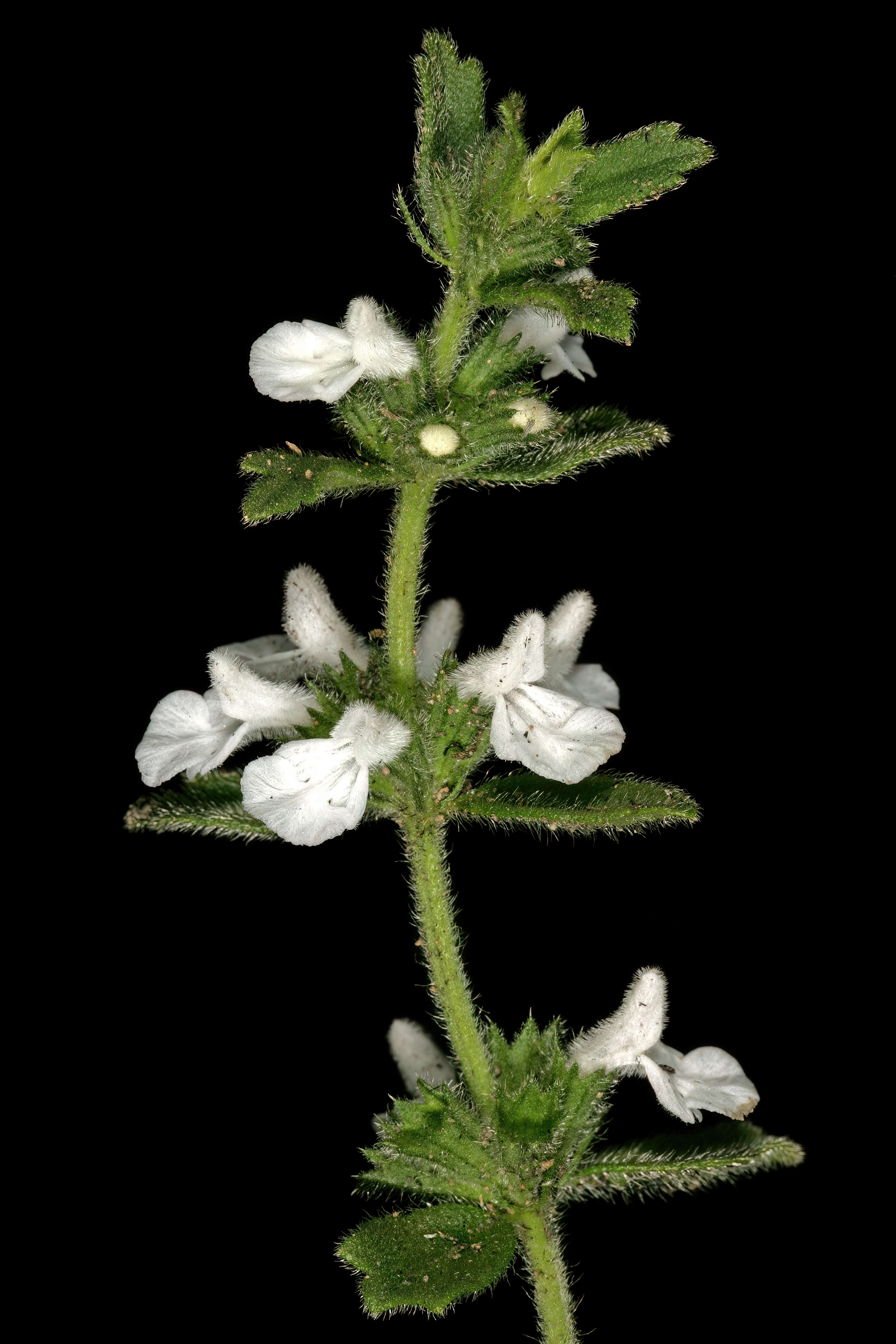 Image of white cat's paw