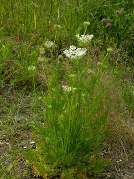 Image of wild carrot