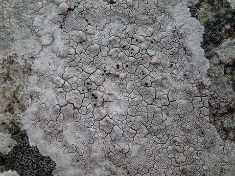 Image of dot lichen