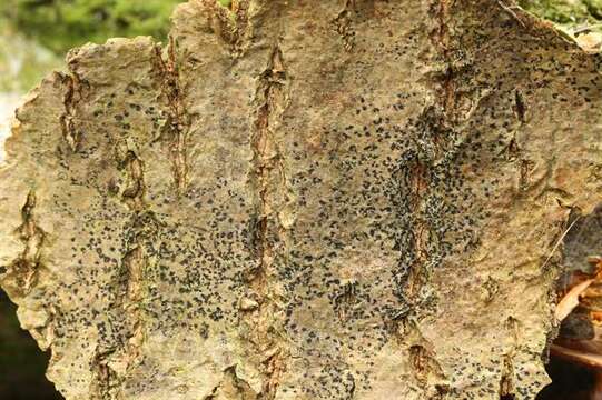 Image of arthothelium lichen