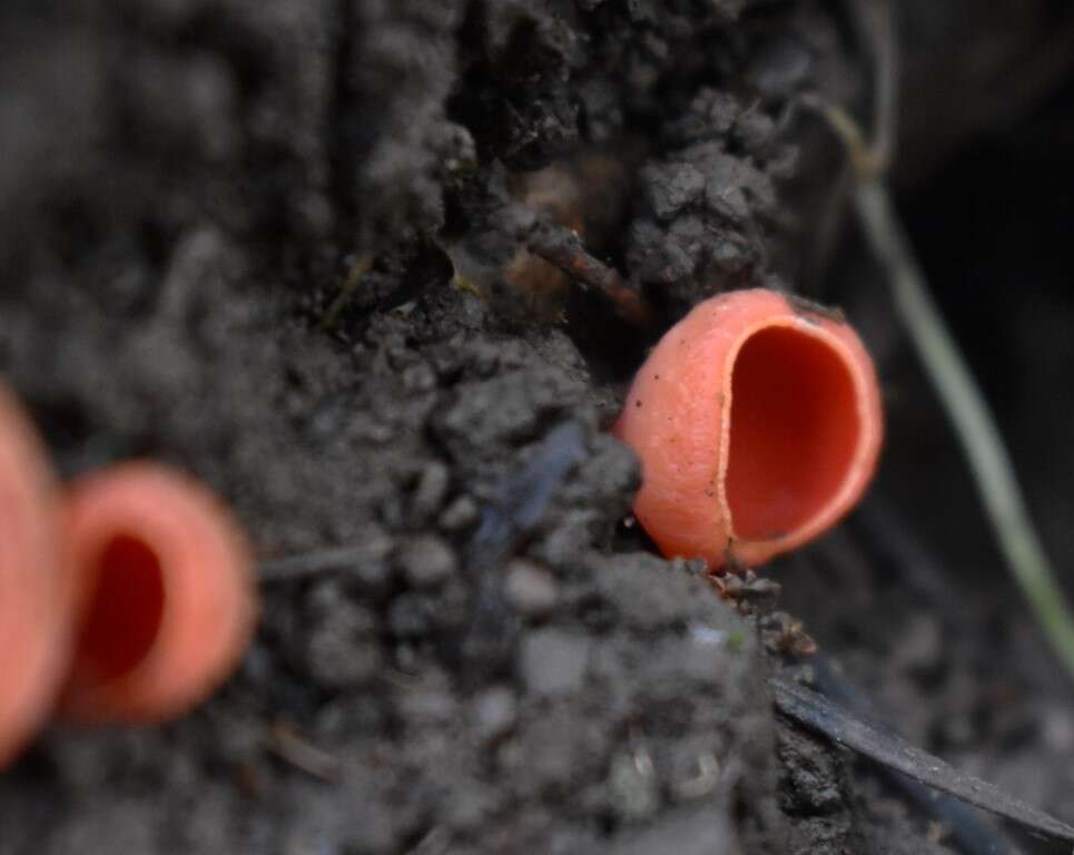 Image of Ruby elfcup