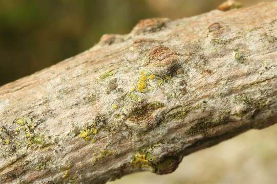 Image of Firedot lichens