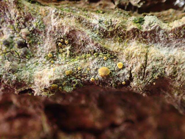 Image of Firedot lichens