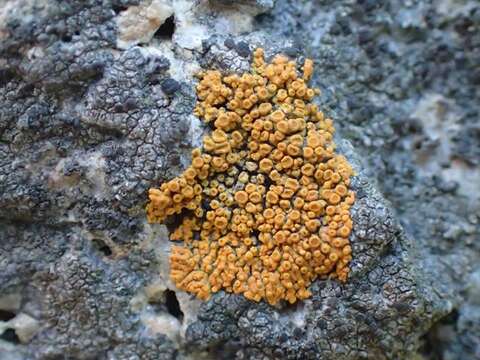 Image of orange lichen