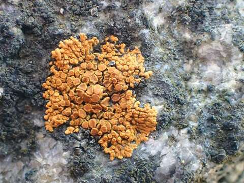 Image of orange lichen