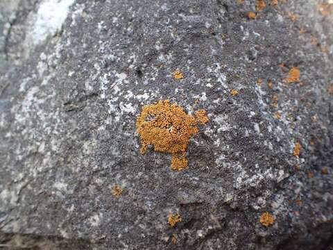 Image of orange lichen