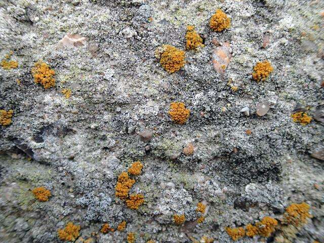 Image of orange lichen