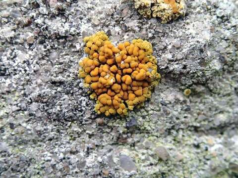 Image of orange lichen