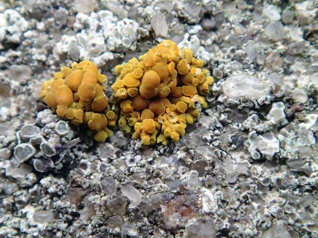 Image of orange lichen