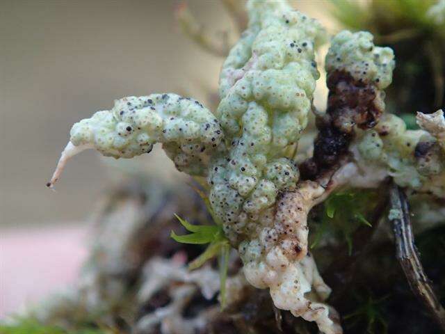 Image of bachmanniomyces lichen