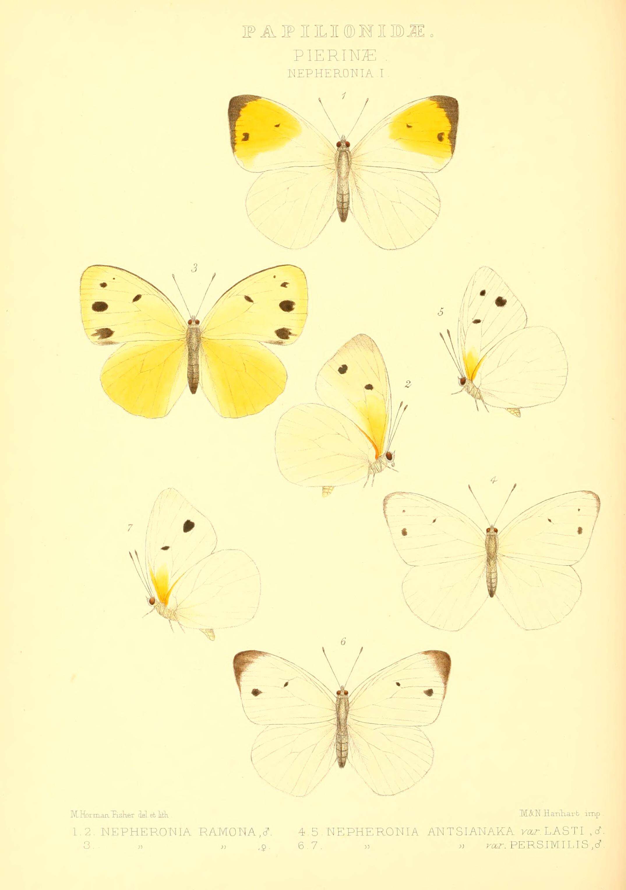 Image of Belenois antsianaka (Ward 1870)