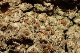 Image of dotted lichen