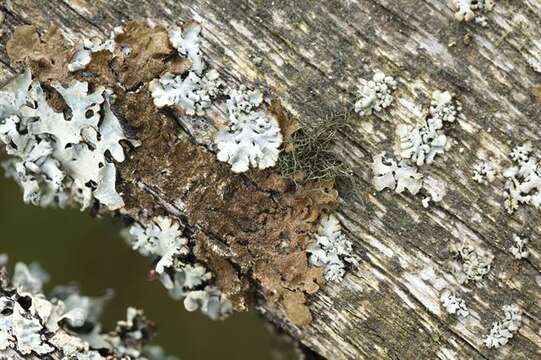 Image of horsehair lichen