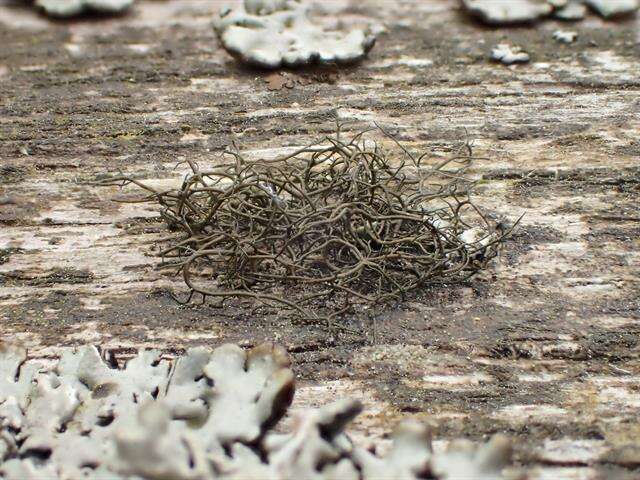 Image of horsehair lichen