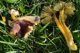 Image of Date waxcap