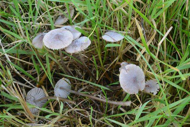 Imagem de Mycena aetites (Fr.) Quél. 1872