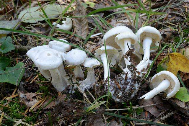 Image de Leucocybe