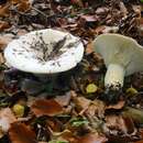 Lactarius piperatus (L.) Pers. 1797 resmi