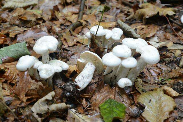 Image de Leucocybe