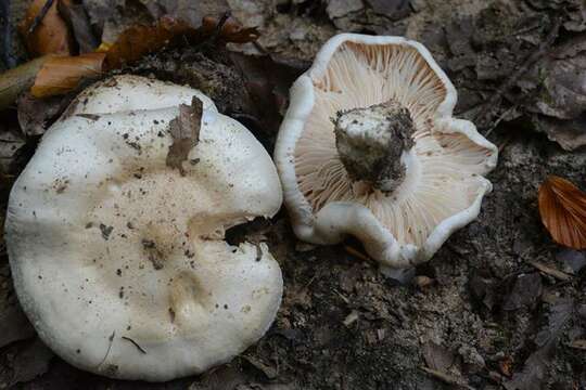 Image of Hygrophorus penarius Fr. 1836