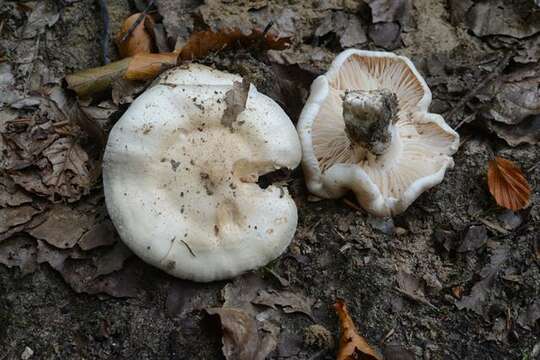 Image of Hygrophorus penarius Fr. 1836