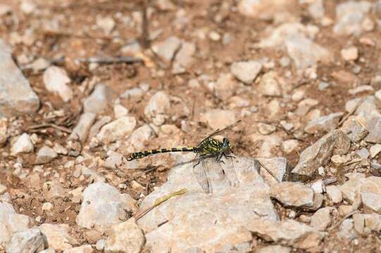 Imagem de Onychogomphus Selys 1854