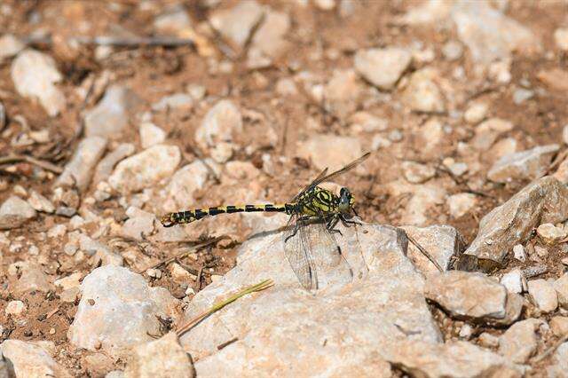 Image of Onychogomphus Selys 1854