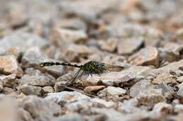 Image of Onychogomphus Selys 1854