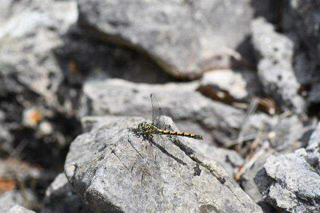 Imagem de Onychogomphus Selys 1854