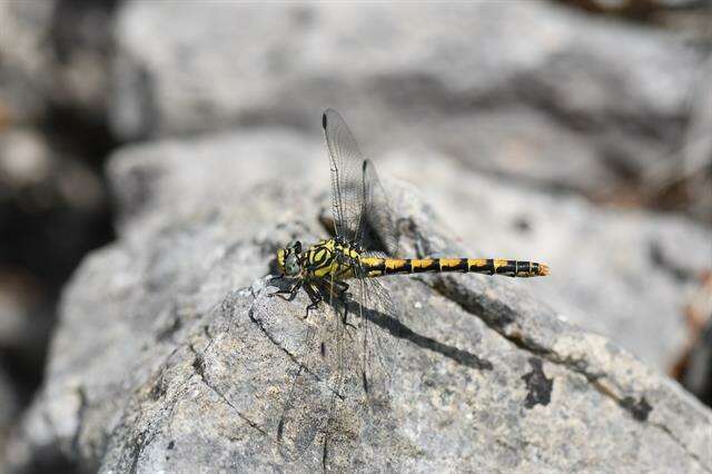 Image of Onychogomphus Selys 1854