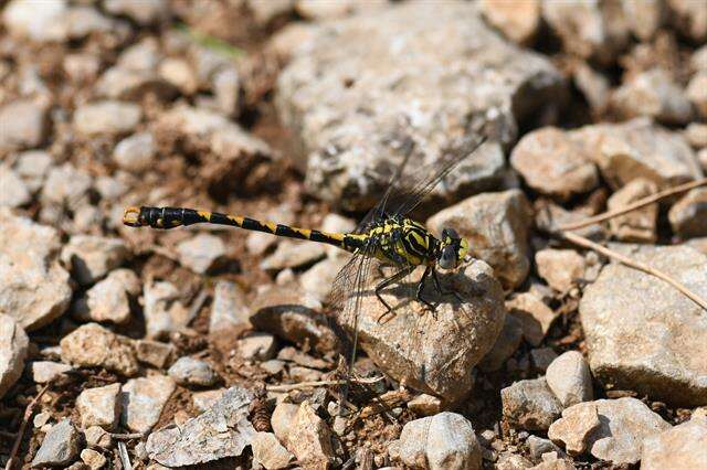 Image of Onychogomphus Selys 1854