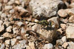 Image of Onychogomphus Selys 1854