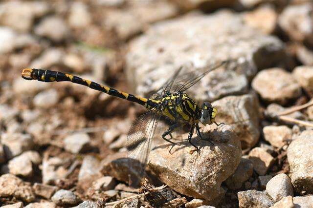 Image of Onychogomphus Selys 1854