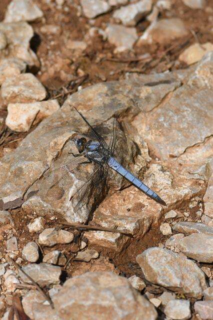 Image of Skimmers (Dragonflies)